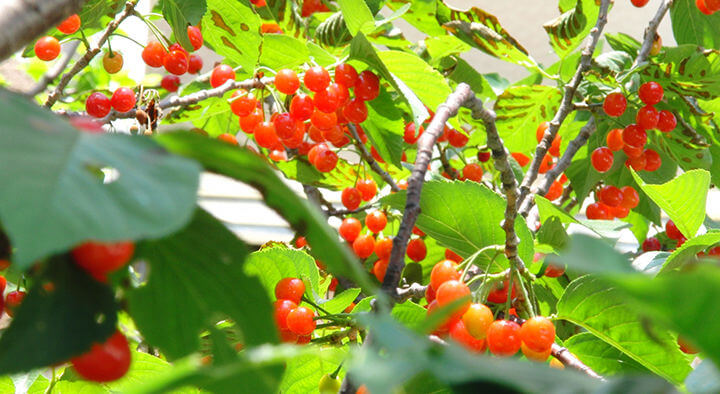 さくらんぼに興奮するフィリピン妻ピナちゃん