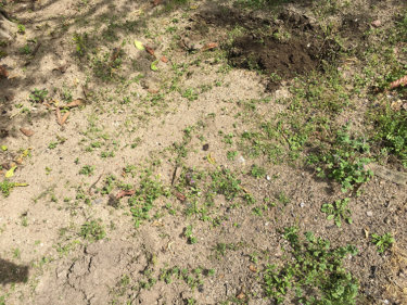 じいちゃん孝行をしたら庭の畑で家庭菜園ができる権利を手に入れた