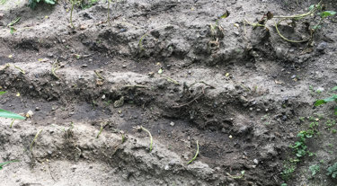 サツマイモが壊滅して農園の危機